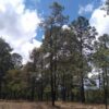 🌲 Terreno en Venta en Bosques de Montesión - Imagen 2